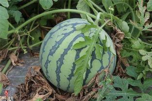 地上吃的瓜叫什么瓜,探寻地上瓜果的别样风味  第1张