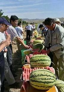 苏州最新吃瓜事件,揭秘网络热议背后的真相  第1张