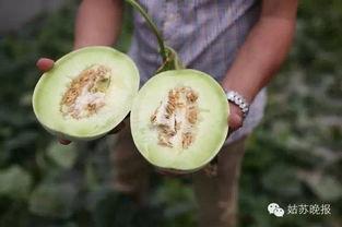 苏州最新吃瓜事件,揭秘网络热议背后的真相  第3张