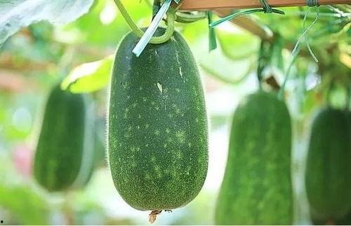 读博不如吃瓜,揭秘当代青年心态新趋势  第1张