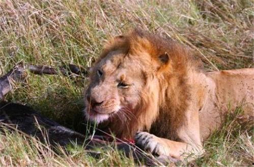 娱乐吃瓜酱狮子,揭秘娱乐圈背后的狮子故事  第3张