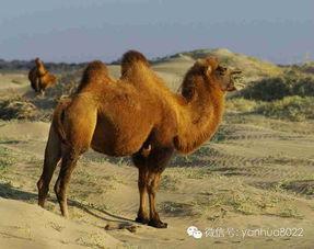 骆驼大战兔子吃瓜,骆驼与兔子激战，瓜果飘香见证生态传奇  第1张