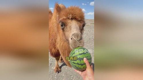 骆驼大战兔子吃瓜,骆驼与兔子激战，瓜果飘香见证生态传奇  第3张