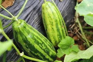 琉璃庄吃瓜群众,吃瓜群众热议，揭秘宫廷秘闻背后的八卦风云  第2张