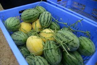 qqq吃瓜群,网络社交新现象背后的故事  第2张