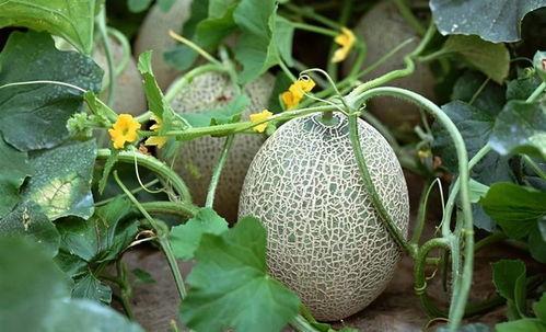 吃哈密瓜又吃菠萝,哈密瓜与菠萝的甜蜜邂逅  第3张