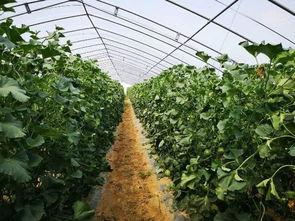 山西吃瓜结婚,吃瓜见证幸福时刻  第1张