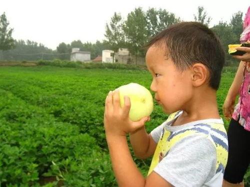 山西吃瓜结婚,吃瓜见证幸福时刻  第3张