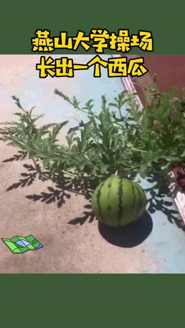 大学操场吃瓜,校园生活里的闲聊时光  第1张