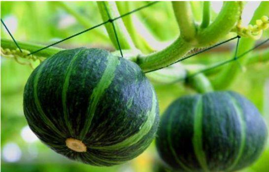 贝贝瓜炒着吃还有营养吗,贝贝瓜炒制美味与营养并存  第1张