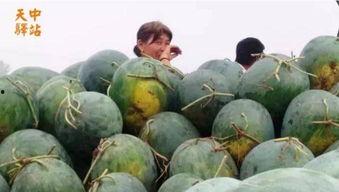 正宗吃瓜现场图片,正宗吃瓜群众的真实写照  第2张