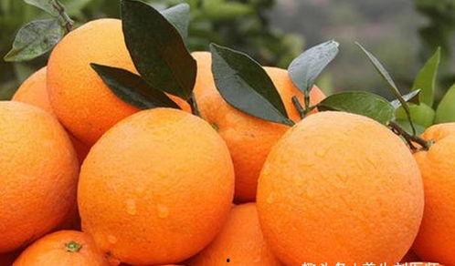 大橙子在线吃瓜  第3张