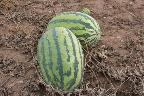 吃瓜小棉棉,揭秘娱乐圈幕后故事  第2张