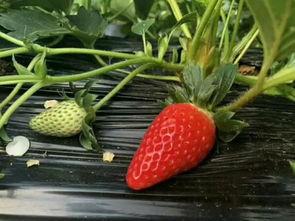 草莓很甜带你吃瓜,一场味蕾的奇幻之旅  第2张