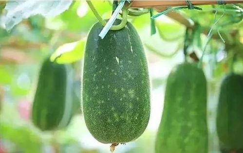 吃瓜南京第一深情吃瓜,带你领略瓜界风云  第2张