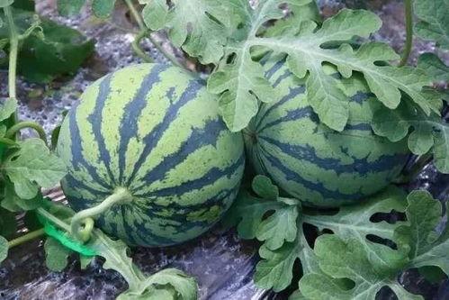 吃瓜南京第一深情吃瓜,带你领略瓜界风云  第3张