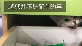 吃瓜吃一半被拉走,揭秘吃瓜背后的故事  第1张