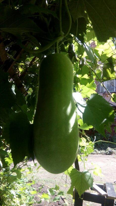 吃瓜专业术语,一网打尽瓜圈黑话  第3张