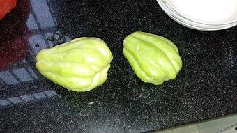 兔儿瓜几月吃,营养美味尽在掌握  第1张