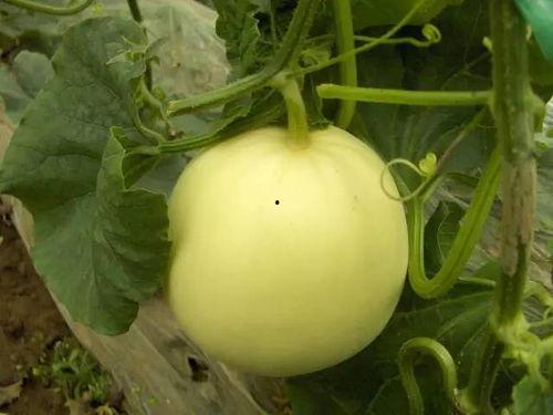 康县网红吃瓜事件,一场网络舆论的风暴与反思  第3张