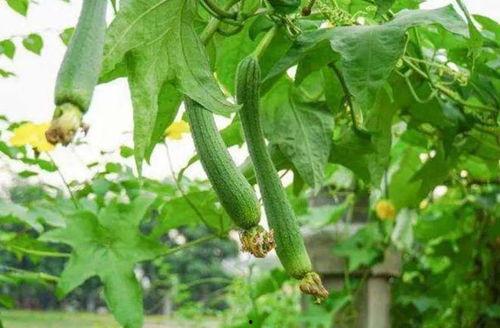 五月吃五瓜,五瓜养生正当时  第1张