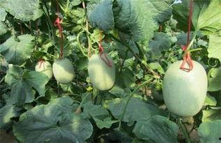 天美瓜怎么吃,解锁美味新体验  第2张